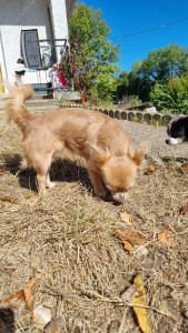 Photo de galerie - Garde d'une petite chihuahua avec coupe des griffes ?
