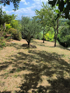 Photo de galerie - Tonte de pelouse - Débroussaillage