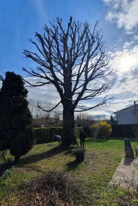 Photo de galerie - Taille sévère et remise en sécurité d’un grand arbre en zone résidentielle. ? Intervention réalisée avec précision pour alléger la structure, sécuriser les abords et préparer une repousse saine.