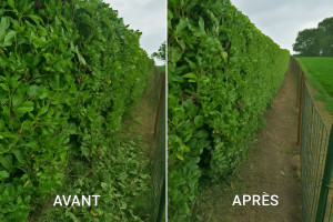 Photo de galerie - Taille de haies et débroussaillage

