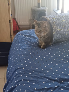 Photo de galerie - Je garde des chats quand les gens partent en vacances  