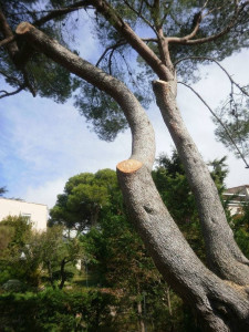 Photo de galerie - Elagage et coupe d'arbres