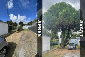 Photo de galerie - Abattage de pin 