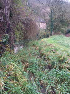 Photo de galerie - Tonte de pelouse - Débroussaillage