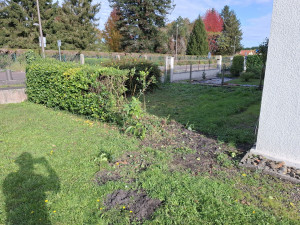 Photo de galerie - Enlèvement de haie