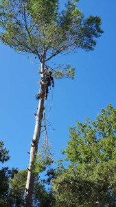 Photo de galerie - élagage et abattage d'un pin qui penché au dessus d'une bâtisse. 