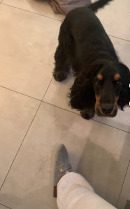 Photo de galerie - Garde chien