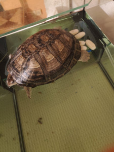 Photo de galerie - Pas de panique, ceci est normal pour une tortue d'eau femelle non fécondée