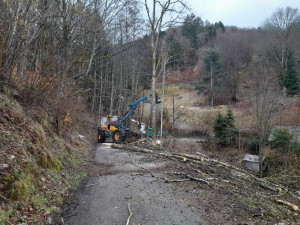 Photo de galerie - Elagage et coupe d'arbres