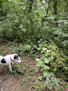Photo de galerie - Ballade dans les bois 