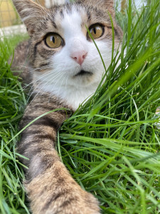 Photo de galerie - Garde chat