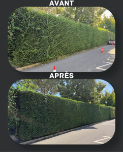 Photo de galerie - Taille de haies et d'arbustes