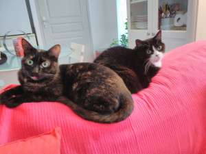 Photo de galerie - Mes minettes