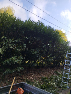 Photo de galerie - Taille haie 