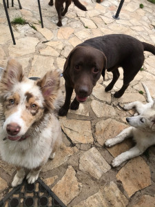 Photo de galerie - Garde chien
