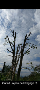 Photo de galerie - Taille et élagage d'un arbre 