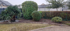 Photo de galerie - Taille de haies et d'arbustes