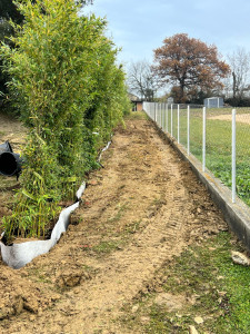 Photo de galerie - Plantation de bambou 