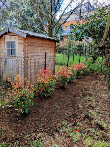 Photo de galerie - Plantation haie de Photinia red robin
