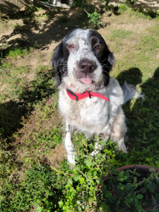 Photo de galerie - Garde de chien