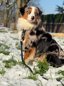 Photo de galerie - Passionné par les animaux, j’aime prendre soin d’eux ?