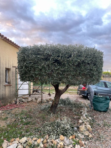 Photo de galerie - Taille d’olivier secteur combas (30)