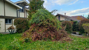 Photo de galerie - évacuation de 6,5 tonnes déchets verts 