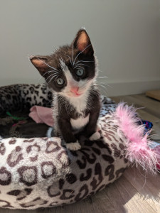 Photo de galerie - Petit chaton trouvé abandonné dans un carton dont j'ai pris soin le temps qu'il trouve une bonne famille 
