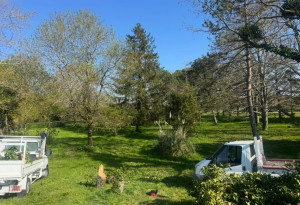 Photo de galerie - Elagage et coupe d'arbres