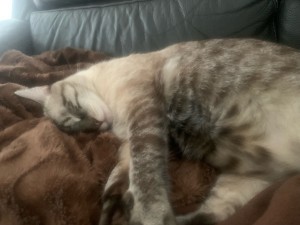 Photo de galerie - Garde chat
