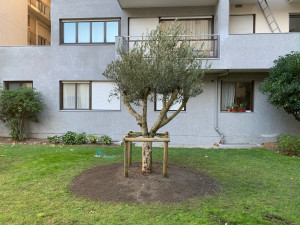 Photo de galerie - Plantation/ tuteurage