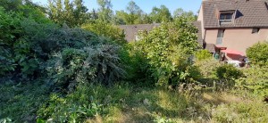 Photo réalisation - Tonte de pelouse - Débroussaillage - Jerry (jg) - Viarmes : Rafraîchissement de jardin