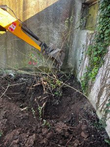 Photo de galerie - Elagage et coupe d'arbres