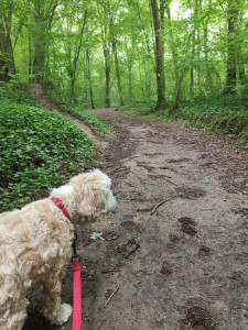 Photo de galerie - Promenade de chien