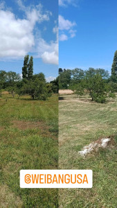 Photo de galerie - Tonte de pelouse - Débroussaillage