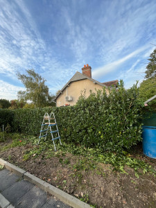 Photo de galerie - Taille d’une haie de laurier palme 