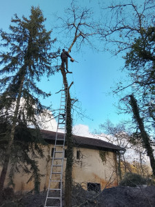 Photo de galerie - Abattages dun chêne 