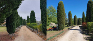 Photo de galerie - Taille de cyprès 