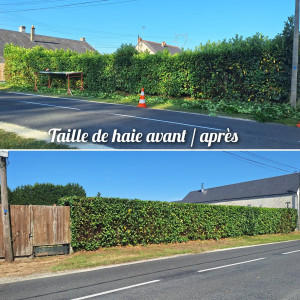 Photo de galerie - Taille de haie de laurier 
