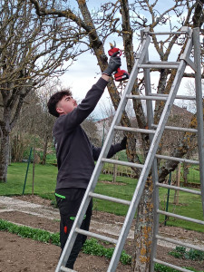 Photo de galerie - Taille fruitière 