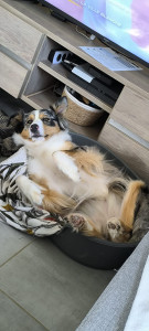 Photo de galerie - Tina, en garde régulière pendant les congés de ses propriétaires