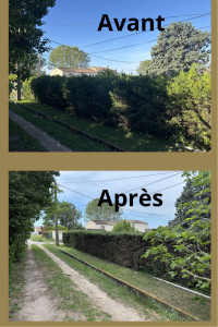 Photo de galerie - Taille haie 