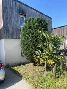 Photo de galerie - Taille de haies et d'arbustes