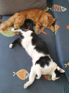 Photo de galerie - Nos chats !