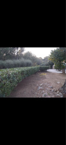 Photo de galerie - Taillage, désherbage, entretien de jardin 