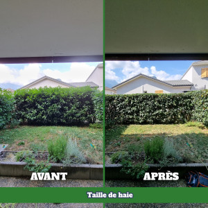 Photo de galerie - Taille de haies et d'arbustes