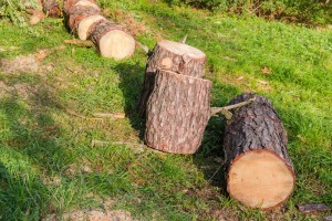 Photo de galerie - Elagage et coupe d'arbres