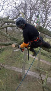 Photo de galerie - Elagage et coupe d'arbres