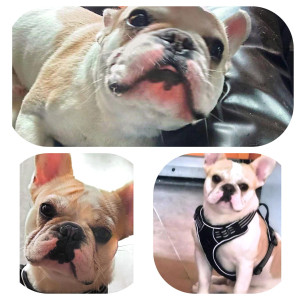 Photo de galerie - Garde chien