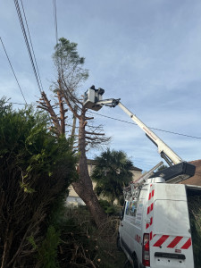 Photo de galerie - Couper l’arbre avec la sécurité toujours
